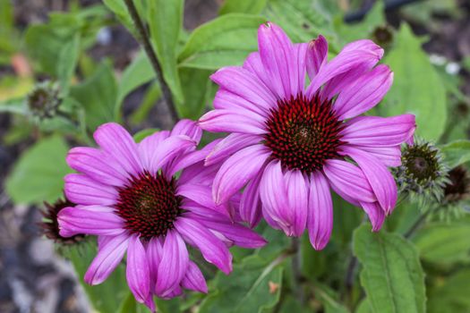 Echinacea purpurea 'Prairie Splendor' an herbaceous pink purple perennial summer autumn flower plant commonly known as coneflower