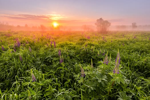 Sunrise on a field covered with flowering lupines in spring or early summer season with fog and trees on a background in morning. Landscape.