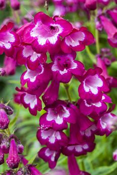 Penstemon 'Marilyn' a red pink summer semi evergreen red perennial flower plant