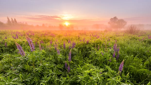 Sunrise on a field covered with flowering lupines in spring or early summer season with fog and trees on a background in morning. Panorama.