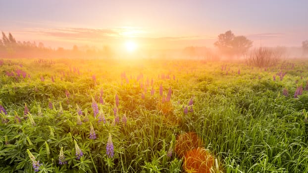 Sunrise on a field covered with flowering lupines in spring or early summer season with fog and trees on a background in morning. Landscape.