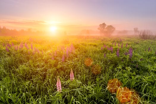 Sunrise on a field covered with flowering lupines in spring or early summer season with fog and trees on a background in morning. Landscape.