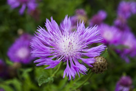 Centaurea dealbata an herbaceous pink perennial summer autumn flower plant commonly known as Persian cornflower