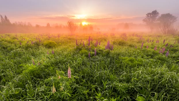 Sunrise on a field covered with flowering lupines in spring or early summer season with fog and trees on a background in morning. Panorama.