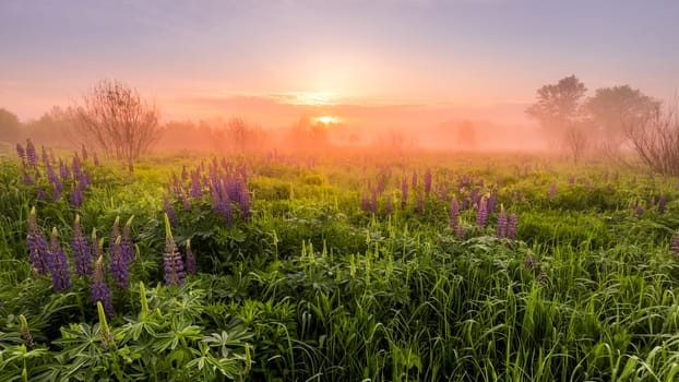 Sunrise on a field covered with flowering lupines in spring or early summer season with fog and trees on a background in morning. Panorama.