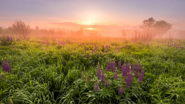 Sunrise on a field covered with flowering lupines in spring or early summer season with fog and trees on a background in morning. Panorama.