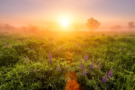 Sunrise on a field covered with flowering lupines in spring or early summer season with fog and trees on a background in morning. Landscape.