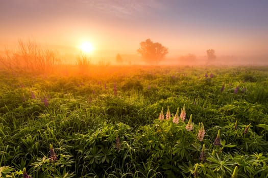 Sunrise on a field covered with flowering lupines in spring or early summer season with fog and trees on a background in morning. Landscape.