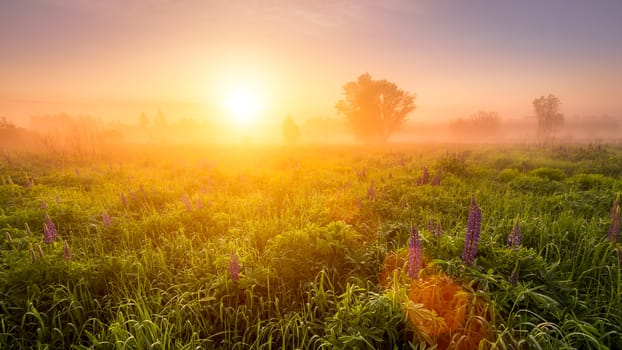 Sunrise on a field covered with flowering lupines in spring or early summer season with fog and trees on a background in morning. Landscape.