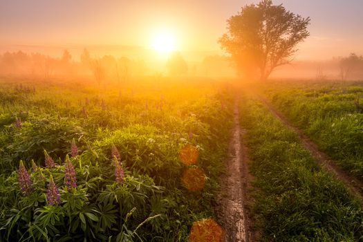 Sunrise on a field covered with flowering lupines in spring or early summer season with fog and trees on a background and path in morning. Landscape.