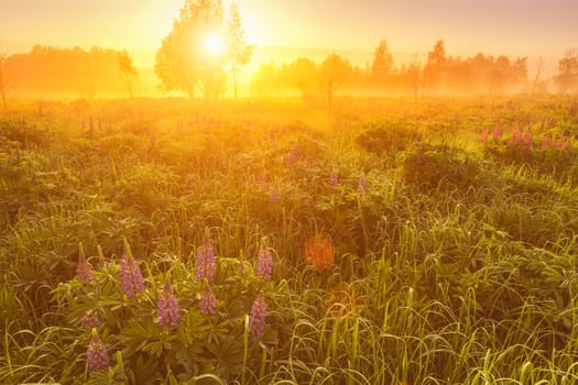 Sunrise on a field covered with flowering lupines in spring or early summer season with fog and trees on a background in morning. Landscape.