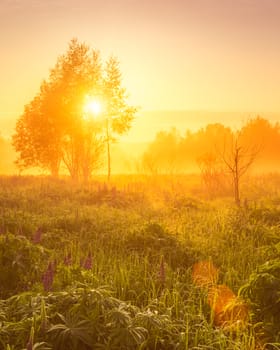 Sunrise on a field covered with flowering lupines in spring or early summer season with fog and trees on a background in morning. Landscape.