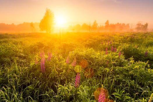 Sunrise on a field covered with flowering lupines in spring or early summer season with fog and trees on a background in morning. Landscape.