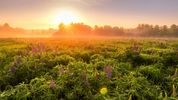 Sunrise on a field covered with flowering lupines in spring or early summer season with fog and trees on a background in morning. Landscape.