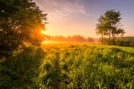 Sunrise on a field covered with flowering lupines in spring or early summer season with fog and trees on a background in morning. Landscape.