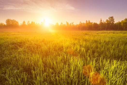 Sunrise or sunset in a spring field with green grass covered with a dew, fog, birch trees and clear bright sky. Landscape.