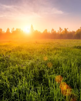 Sunrise or sunset in a spring field with green grass covered with a dew, fog, birch trees and clear bright sky. Landscape.
