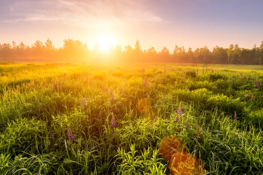 Sunrise on a field covered with flowering lupines in spring or early summer season with fog and trees on a background in morning. Landscape.