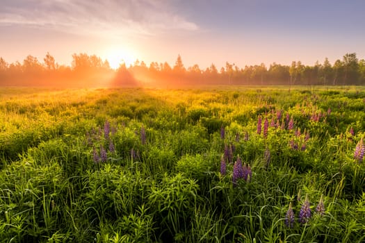 Sunrise on a field covered with flowering lupines in spring or early summer season with fog and trees on a background in morning. Landscape.