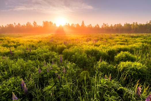 Sunrise on a field covered with flowering lupines in spring or early summer season with fog and trees on a background in morning. Landscape.