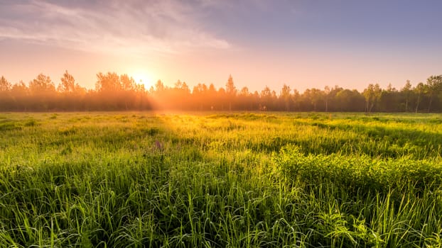 Sunrise on a field covered with flowering lupines in spring or early summer season with fog and trees on a background in morning. Landscape.