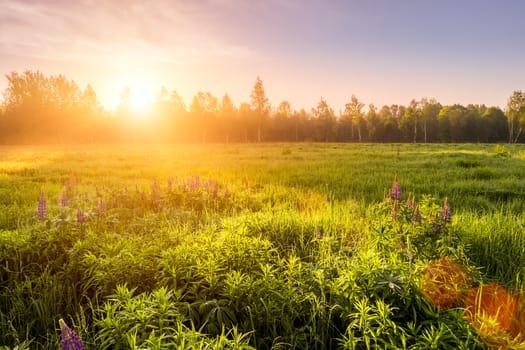 Sunrise on a field covered with flowering lupines in spring or early summer season with fog and trees on a background in morning. Landscape.