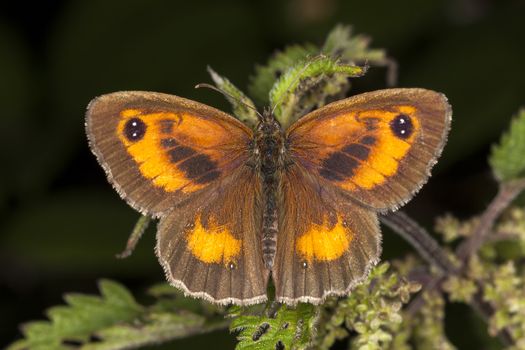 Gatekeeper Butterfly (Pyronia tithonus) commonly known as Hedge Brown