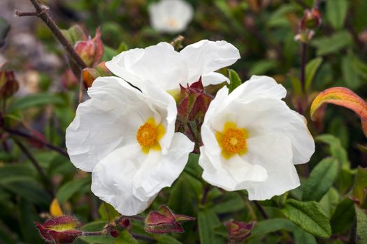 Cistus 'Jessamy Charm' a white pink summer flower shrub commonly known as rock rose