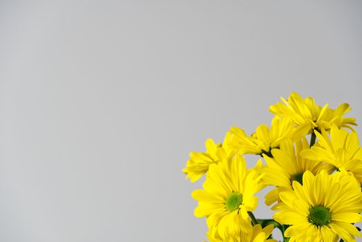 Beautiful fresh yellow chrysanthemum, close-up shot, yellow daisies flowers