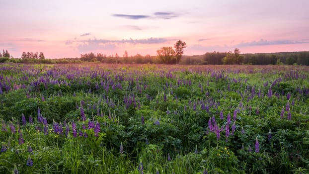 Twilight on a field covered with flowering lupines in spring or early summer season with trees on a background in morning. Landscape.