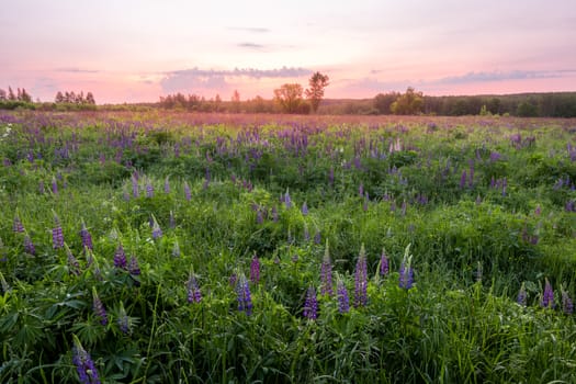 Twilight on a field covered with flowering lupines in spring or early summer season with trees on a background in morning. Landscape.