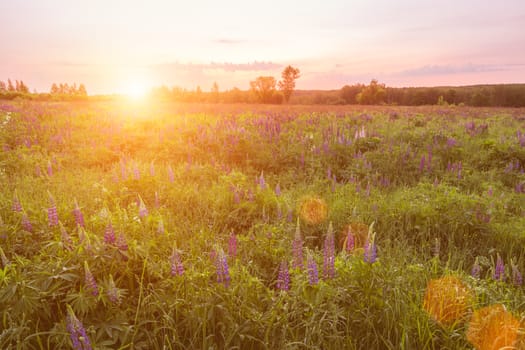 Sunrise on a field covered with flowering lupines in spring or early summer season with fog and trees on a background in morning. Landscape.