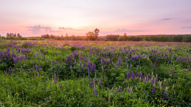 Twilight on a field covered with flowering lupines in spring or early summer season with trees on a background in morning. Landscape.