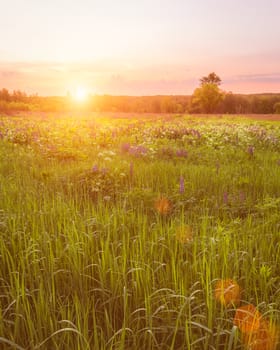 Sunrise on a field covered with flowering lupines in spring or early summer season with fog and trees on a background in morning. Landscape.