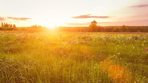 Sunrise on a field covered with flowering lupines in spring or early summer season with fog and trees on a background in morning. Landscape.