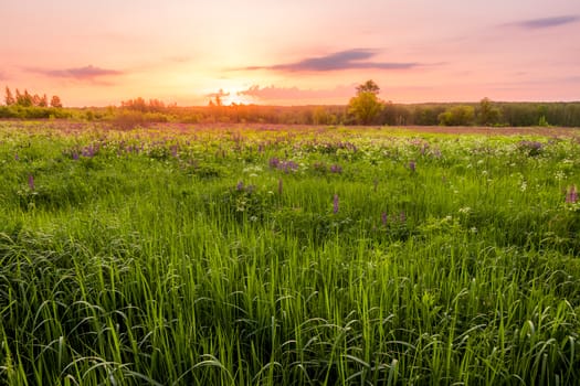 Sunrise on a field covered with flowering lupines in spring or early summer season with fog and trees on a background in morning. Landscape.