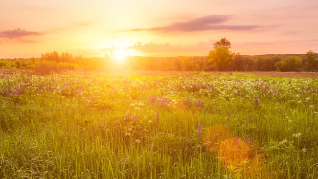 Sunrise on a field covered with flowering lupines in spring or early summer season with fog and trees on a background in morning. Landscape.