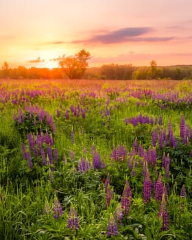 Sunrise on a field covered with flowering lupines in spring or early summer season with fog and trees on a background in morning. Landscape.