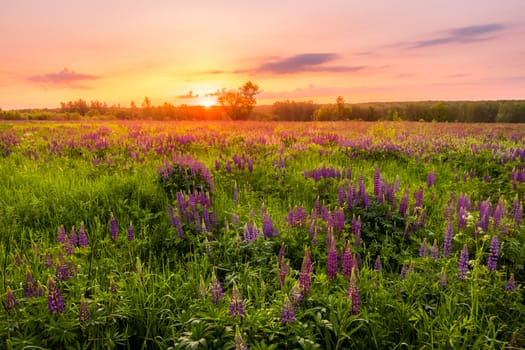 Sunrise on a field covered with flowering lupines in spring or early summer season with fog and trees on a background in morning. Landscape.