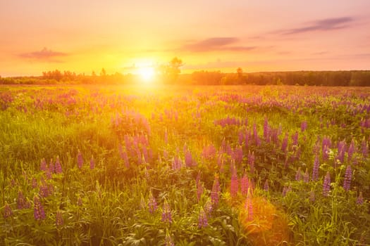 Sunrise on a field covered with flowering lupines in spring or early summer season with fog and trees on a background in morning. Landscape.