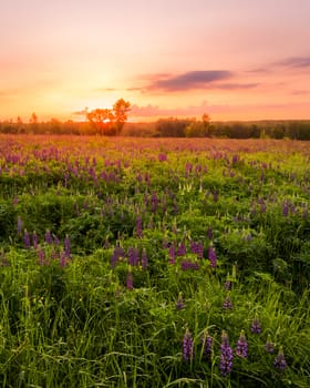 Sunrise on a field covered with flowering lupines in spring or early summer season with fog and trees on a background in morning. Landscape.