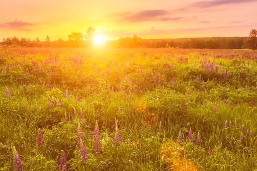 Sunrise on a field covered with flowering lupines in spring or early summer season with fog and trees on a background in morning. Landscape.