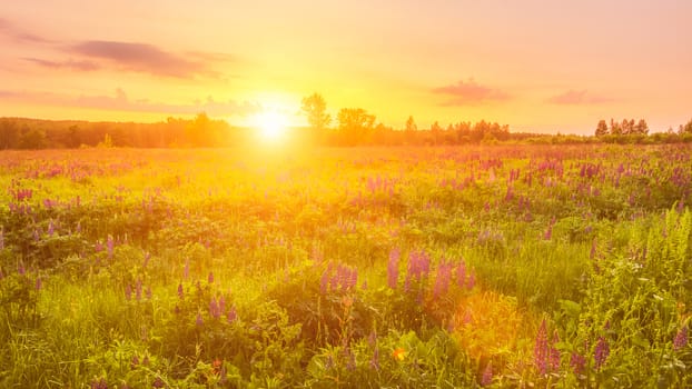 Sunrise on a field covered with flowering lupines in spring or early summer season with fog and trees on a background in morning. Landscape.