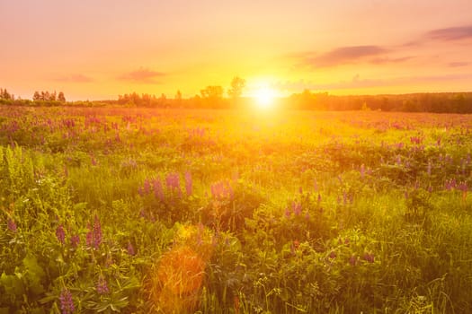 Sunrise on a field covered with flowering lupines in spring or early summer season with fog and trees on a background in morning. Landscape.