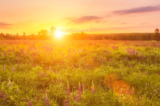 Sunrise on a field covered with flowering lupines in spring or early summer season with fog and trees on a background in morning. Landscape.