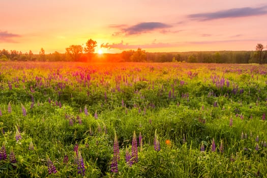 Sunrise on a field covered with flowering lupines in spring or early summer season with fog and trees on a background in morning. Landscape.