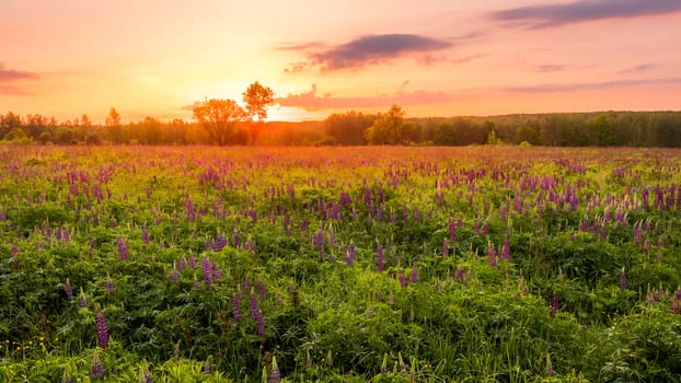 Sunrise on a field covered with flowering lupines in spring or early summer season with fog and trees on a background in morning. Landscape.