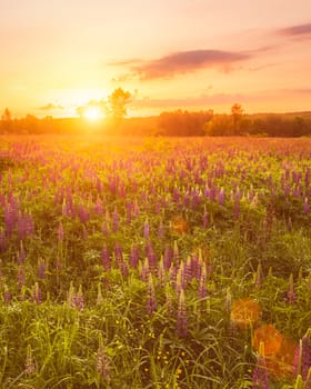 Sunrise on a field covered with flowering lupines in spring or early summer season with fog and trees on a background in morning. Landscape.