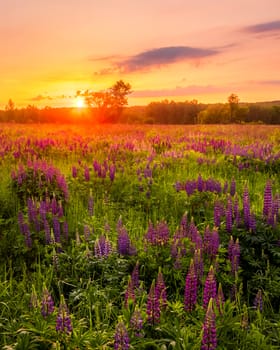 Sunrise on a field covered with flowering lupines in spring or early summer season with fog and trees on a background in morning. Landscape.