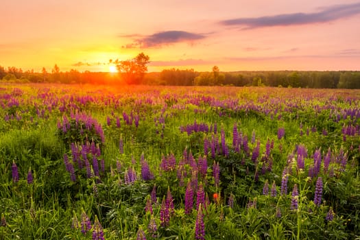 Sunrise on a field covered with flowering lupines in spring or early summer season with fog and trees on a background in morning. Landscape.